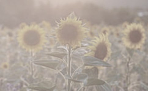 《神奇的太阳花女孩》读后感