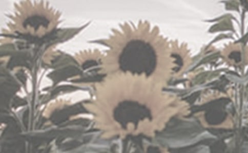 描写太阳花的优美句子