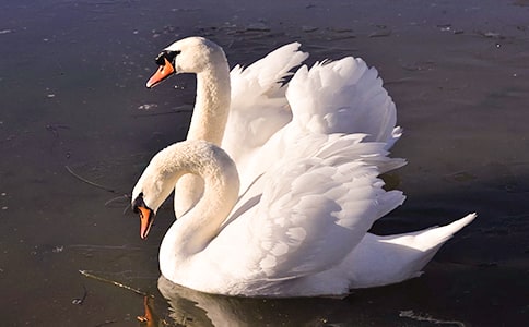 《黑天鹅紫水晶》读后感优秀