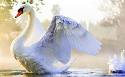 ���������ڰ屨�������ͼƬ��ȫ���⻨�����ݣ���������죩