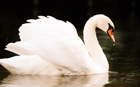 Ұ�������15ƪ