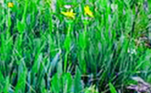 ��д��Ұ���ľ���,��д��Ұ����ʫ������˵˵��ͼƬ