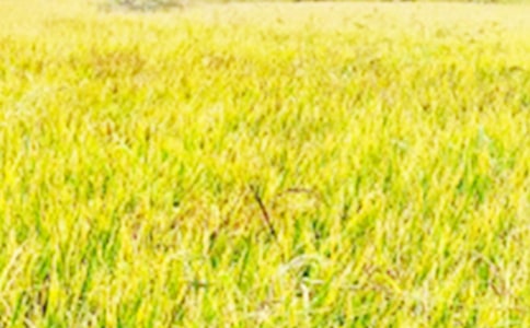 �Ұ��ĵ���Ұ���꼶����800��