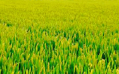 《西顿动物记4:田野主人豁豁耳》读后感