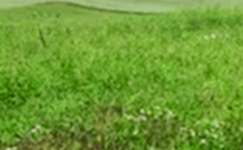 精选田野春色作文300字3篇