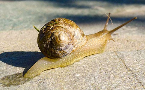 ��ţ��������300��