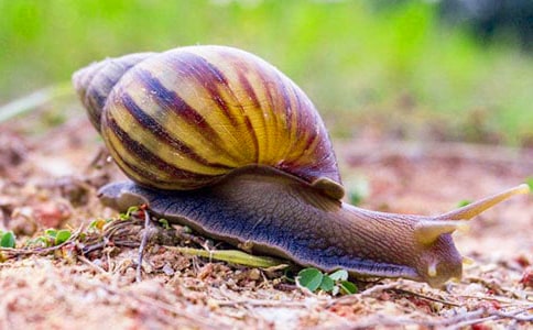 ��ţ������300��