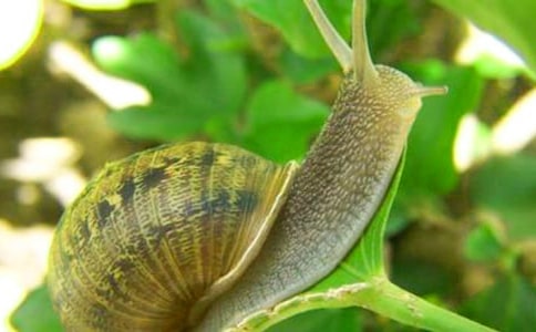 关于蜗牛作文300字六篇