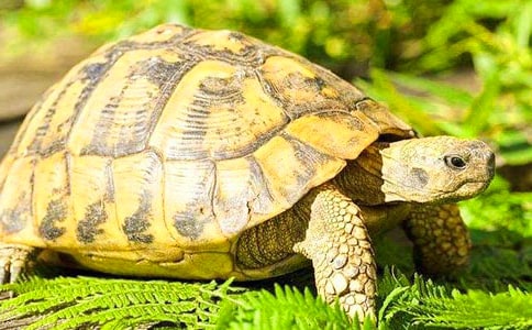 乌龟作文300字(精华3篇)