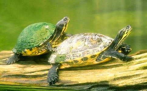 小乌龟小升初作文500字