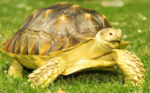 读《乌龟也上网》有感