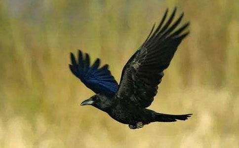 乌鸦喝水的故事告诉我们什么道理