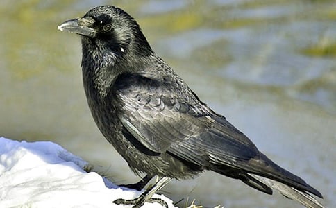 《乌鸦喝水》读后感通用15篇