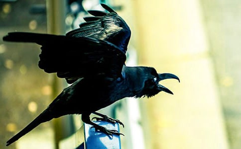 《和乌鸦做邻居》读后感(通用15篇)