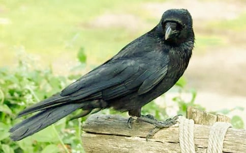 《乌鸦喝水》读后感