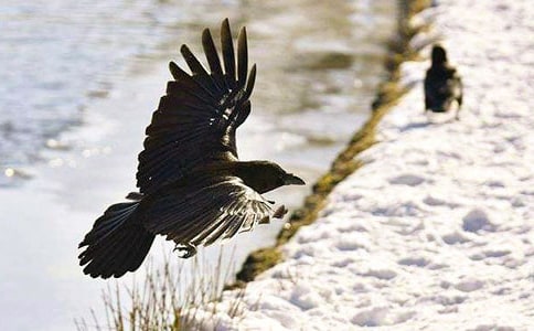 读乌鸦喝水有感