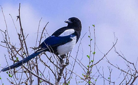 ϲȵ����300��