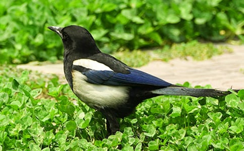 精选喜鹊作文300字合集7篇