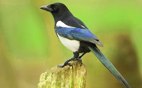 精选喜鹊作文300字合集10篇