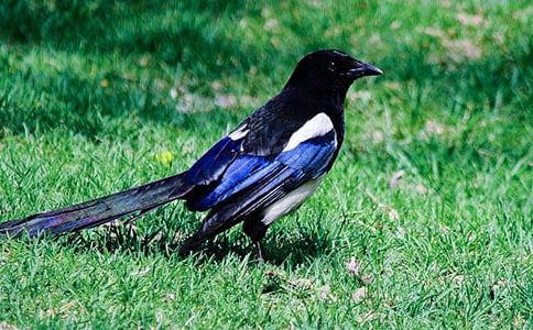 �й�ϲȵ������300��10ƪ