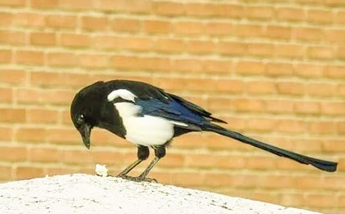 【推荐】喜鹊的作文300字四篇