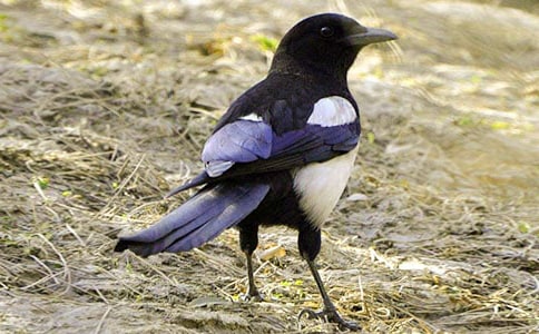 实用的喜鹊的作文300字