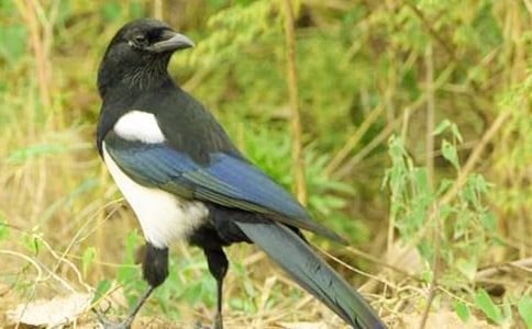 喜鹊作文300字汇编9篇