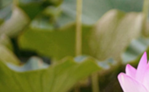 有关夏至古诗句