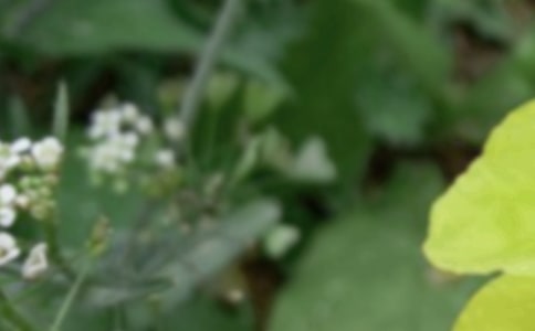 ����������ʫ��