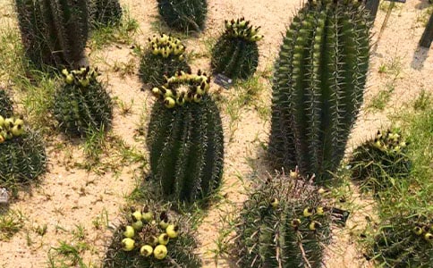 ��д�����Ƶ���������