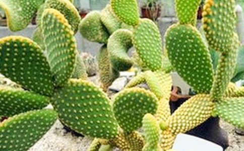 �����ƶ����