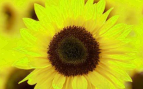 《遥远的向日葵地》读后感优选2篇