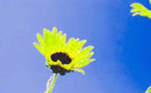 ���տ�������Ƭ����