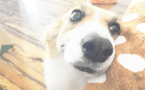 小狗钱钱读后感(精品12篇)