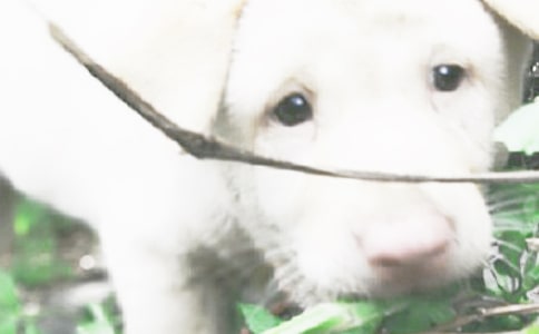 小狗钱钱读后感(精选15篇)