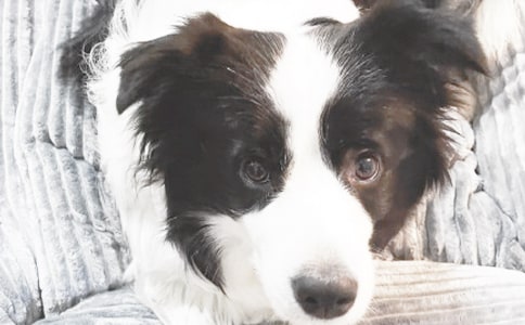 【推荐】小狗钱钱读后感