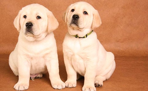 二年级日记100字小狗“汪汪”