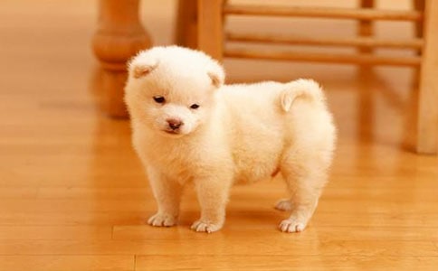 ʵ�õ�С��������300����ƪ