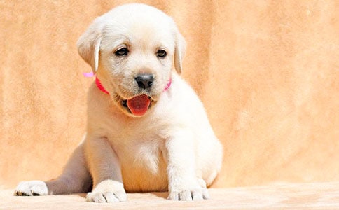 ��С��ǮǮ�������ʵ��[15ƪ]