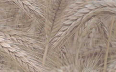 【精华】小麦的作文300字四篇