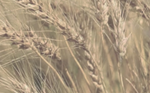 С�������300��4ƪ��������