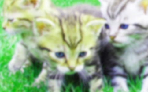 ��Сè���������������