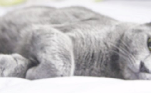 小猫的作文300字(大全9篇)