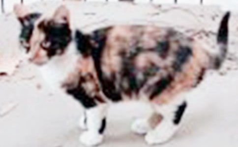 ʵ�õ�Сè������300�ֽ�����ƪ