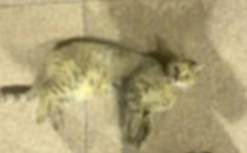 Сè���������8ƪ