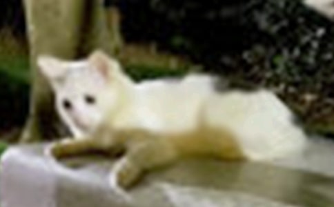 �Һ�СèС��������1000��