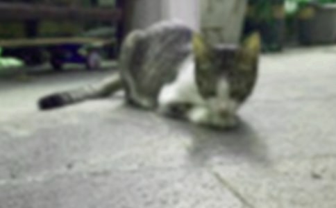 小猫杜威读后感(汇编9篇)