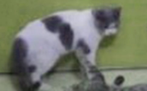 ��Сè��ϴ���ռ�100�֣�ͨ��6ƪ��