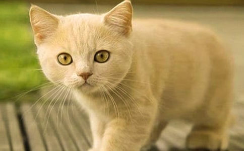 小升初满分作文:我和小猫