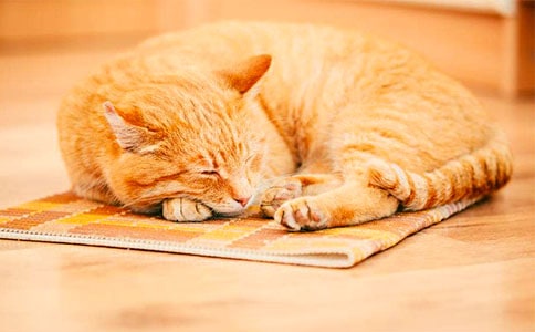 ���ڵ�Сè���꼶�ռ�100�ִ�ȫ